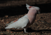 Pink Cockatoo Magnetic Bookmark