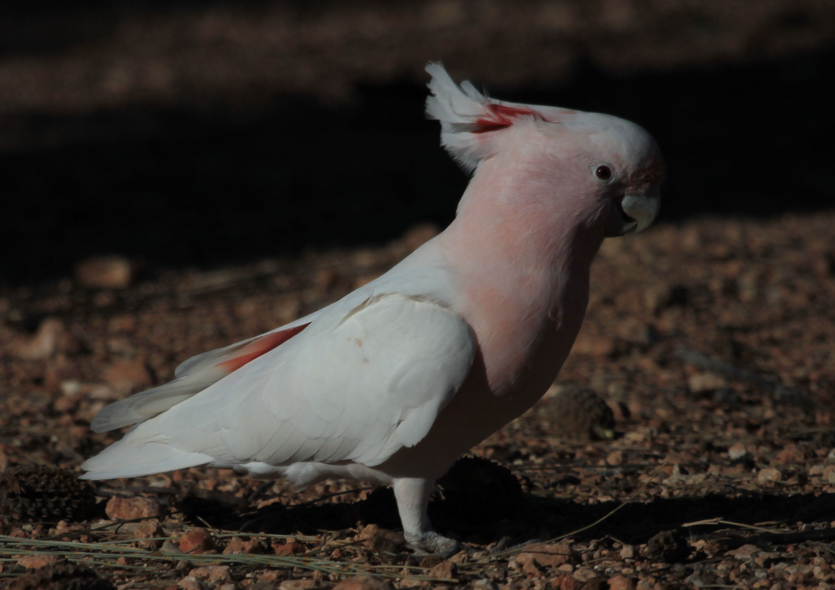 Pink Cockatoo Magnetic Bookmark